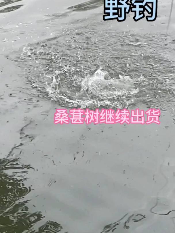 桑葚树下钓鱼,继续出货