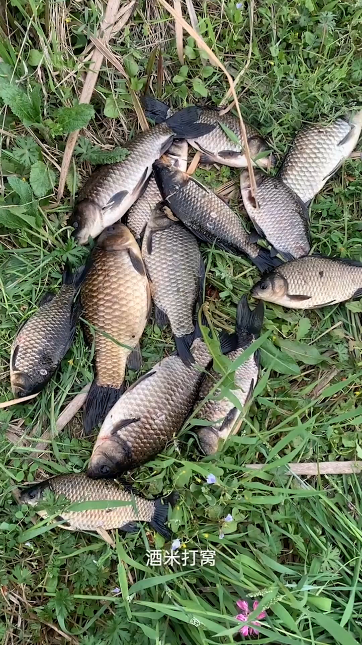 小河沟垂钓黄金鲫鱼