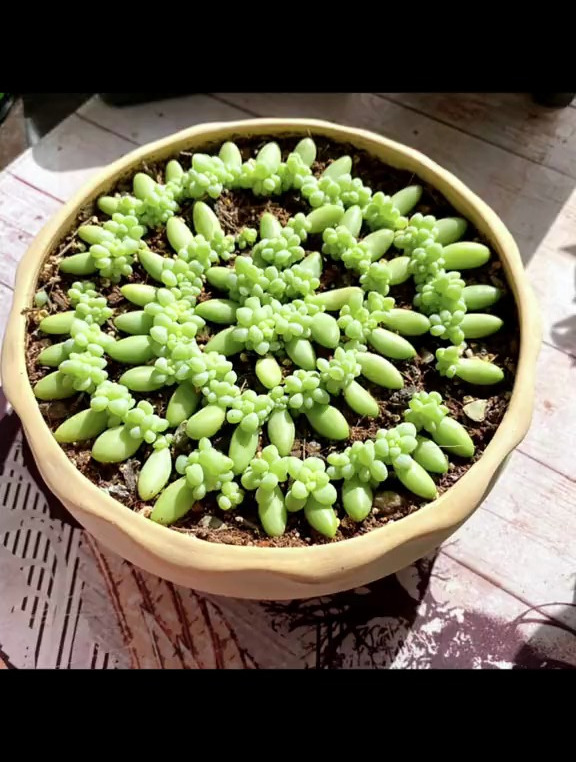 多肉叶扦插,多肉植物