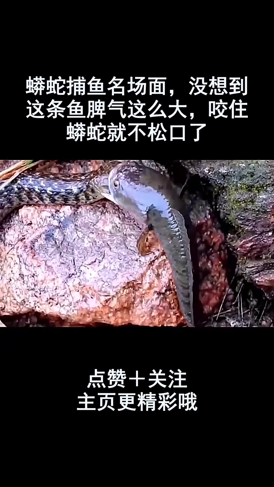 蟒蛇捕鱼名场面,没想到这条鱼脾气这么大,咬住蟒蛇就不松口了