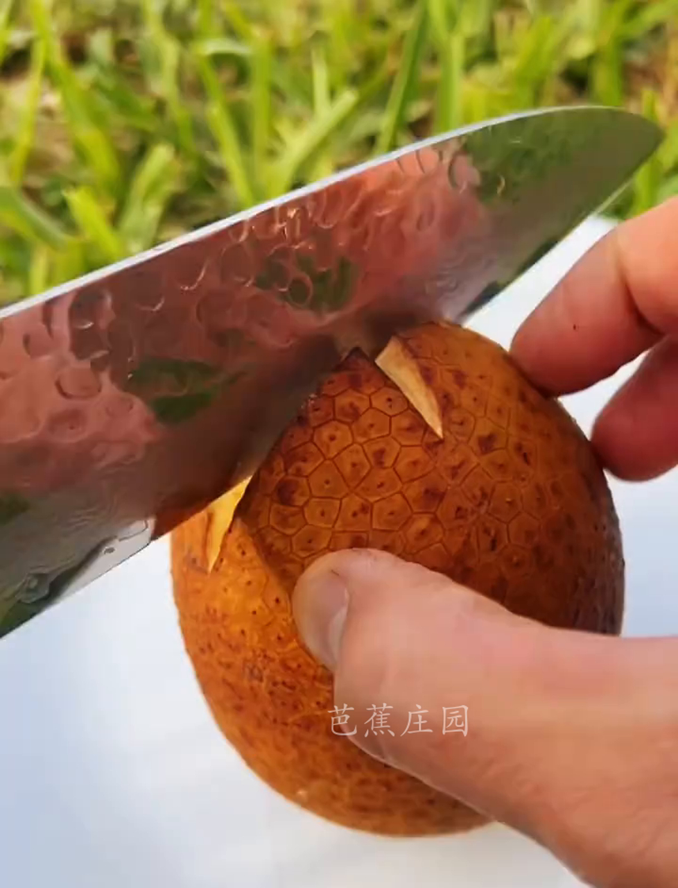 这果子是啥?