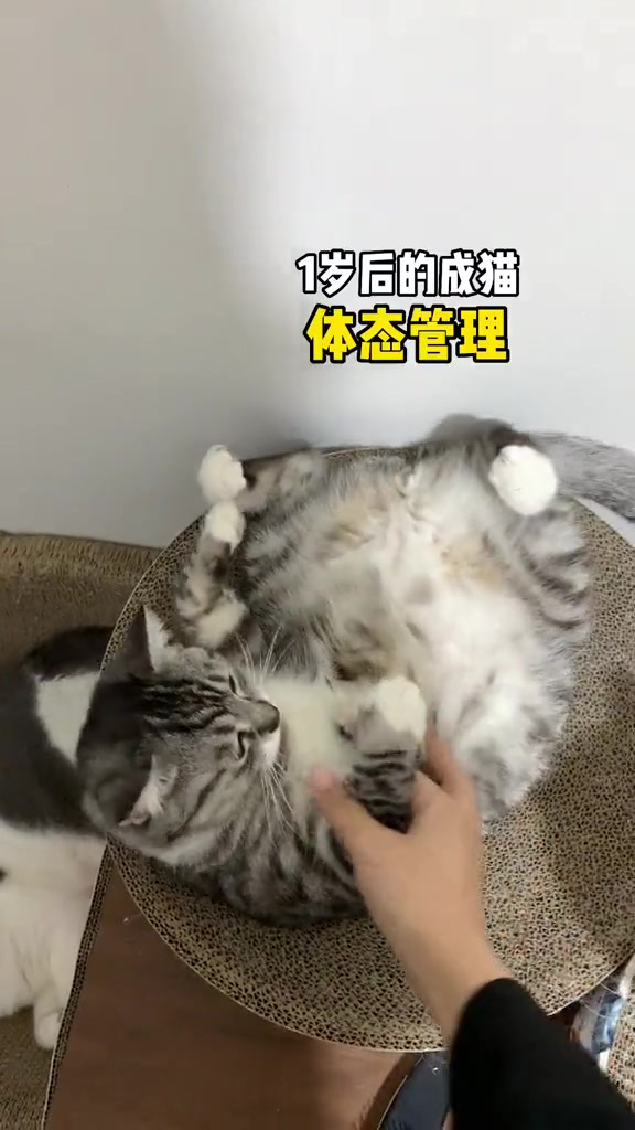 小猫咪的成长历程真的很精彩!每个阶段都要好好吃饭补充营养哟