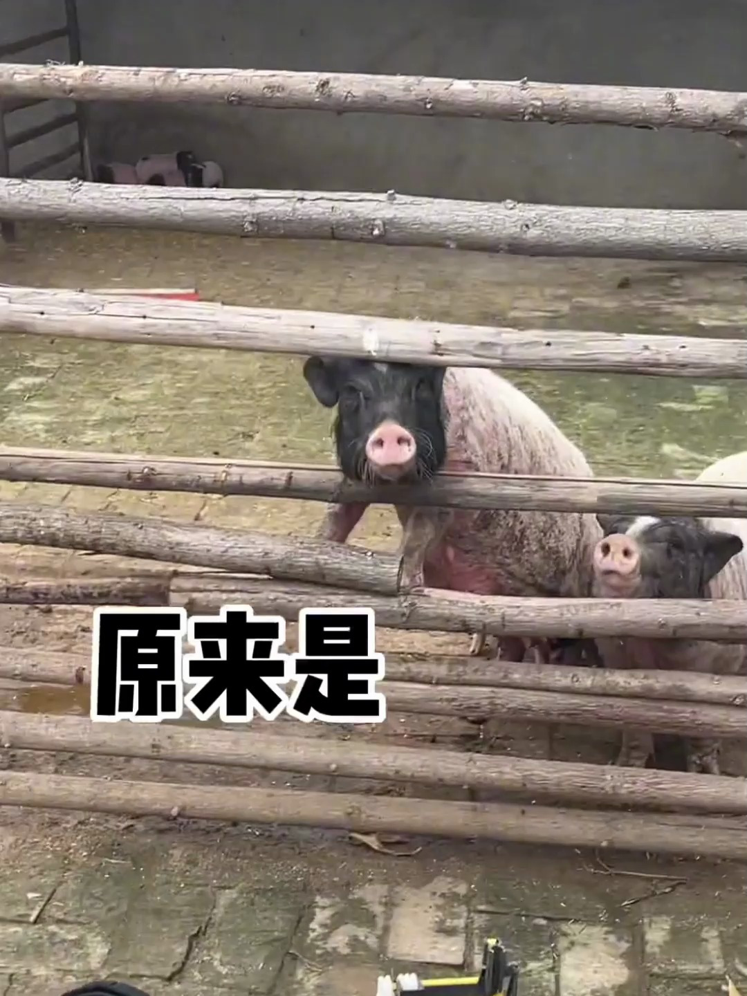 农场的猪又遭殃了 看热闹的羊也免不了一个鼻窦
