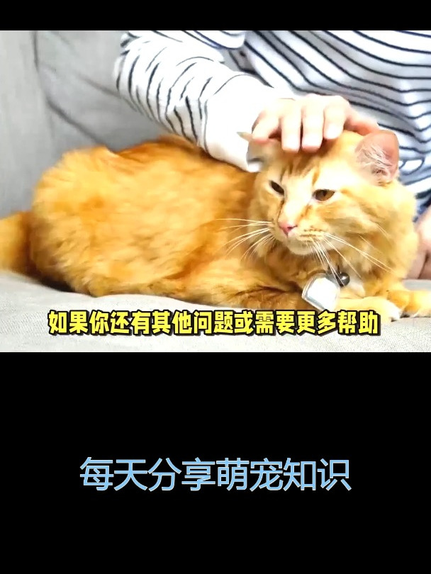 猫咪下嘴唇出现脓包怎么办?教你区分毛囊炎与肉芽肿!