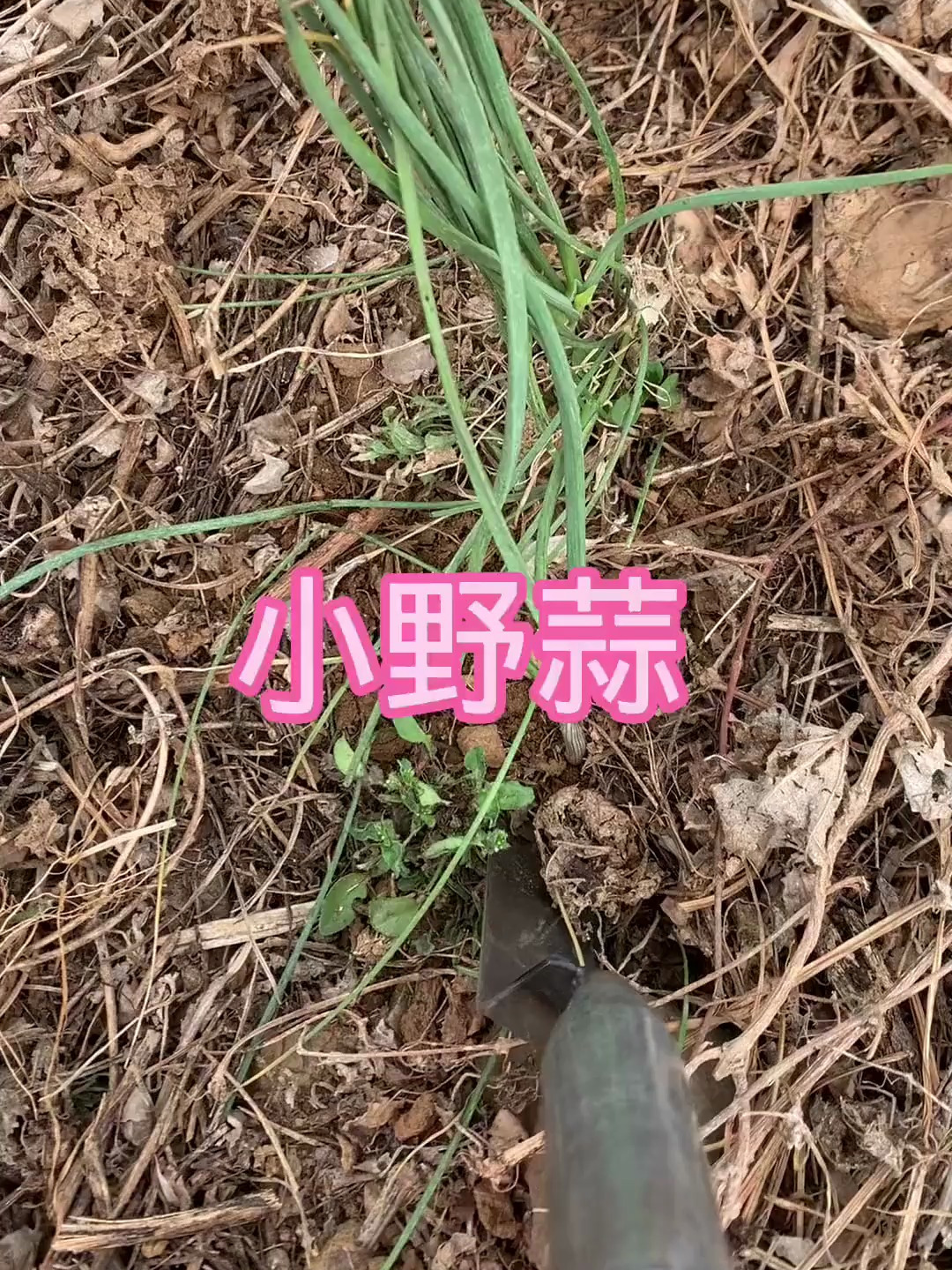 薤,别名小根蒜,小野蒜