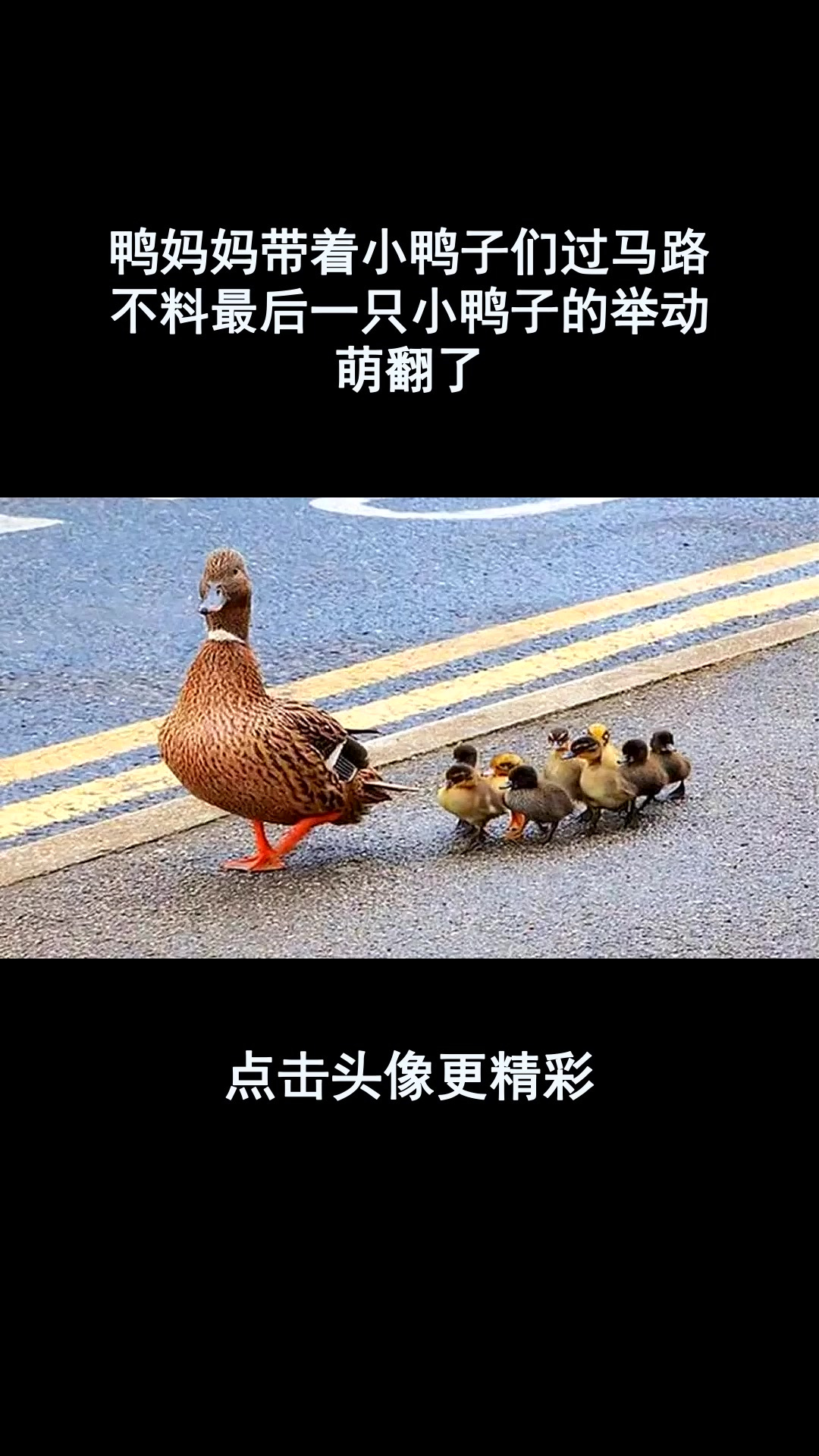 鸭妈妈带着小鸭子们过马路,不料最后一只小鸭子的举动,萌翻了