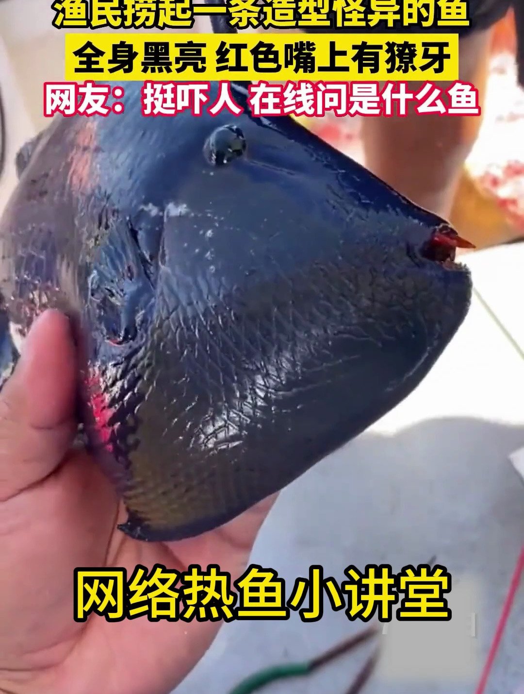 以后见到这种鱼,别说是受到污染的了,魔鬼炮弹鱼