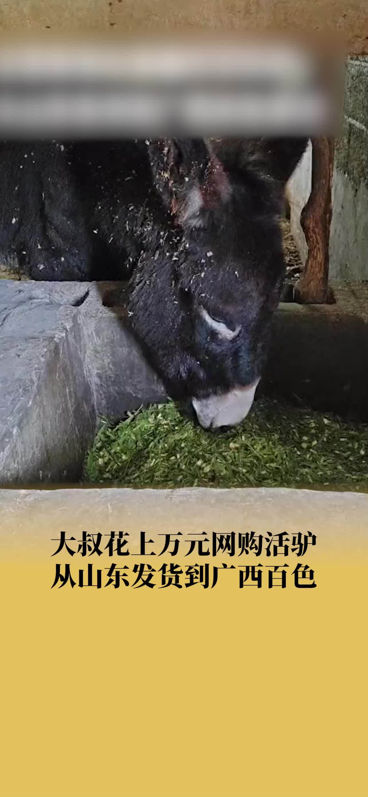 广西大叔花1万多网购山东活驴