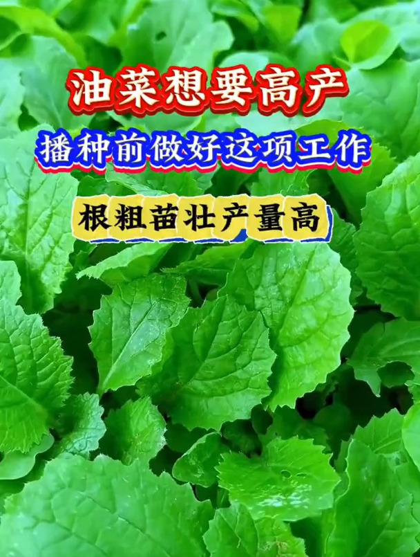 油菜种植,最关键的步骤,防病防虫,结荚多籽粒饱满产量提高