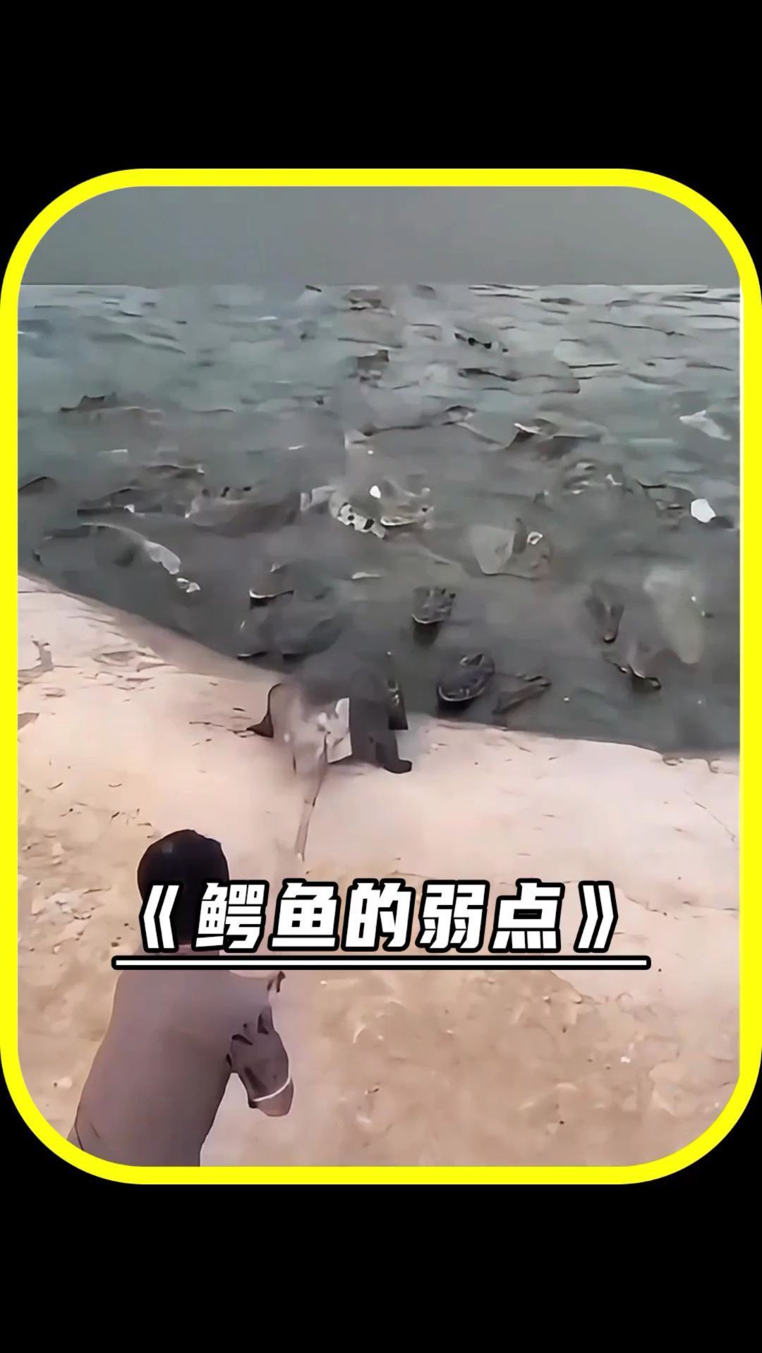 鳄鱼的弱点原来在这里!