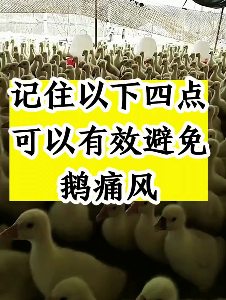 记住以下这四点,养鹅可以有效避免鹅痛风