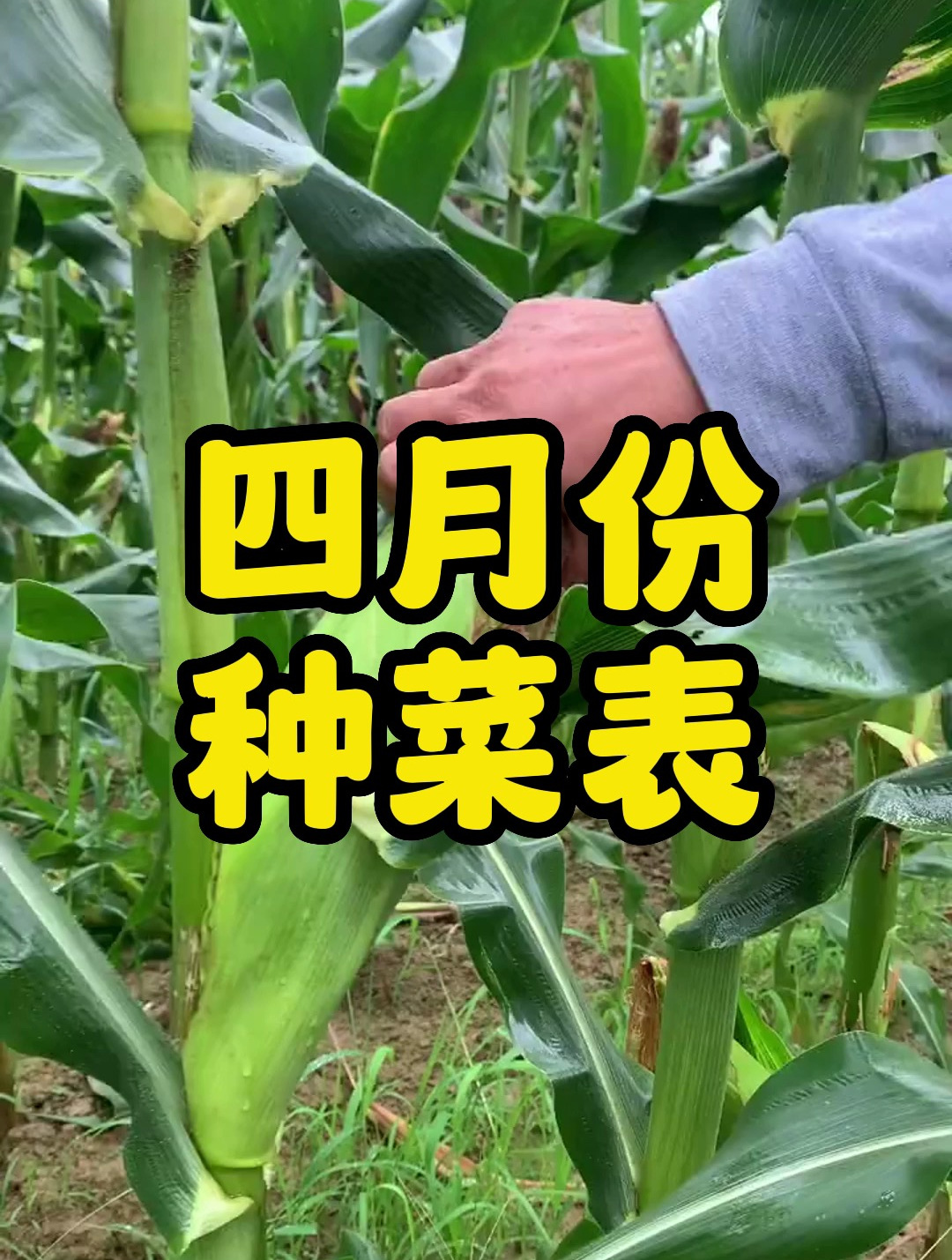 四月份种菜表,夏天想吃什么,四月就可以开始种上啦!