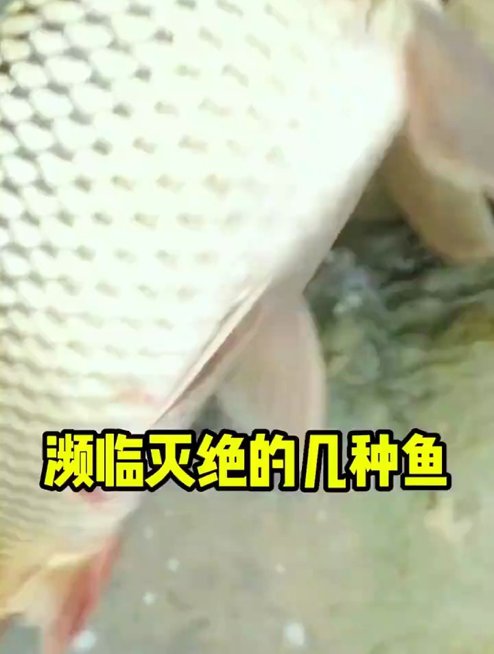 快要灭绝的几种鱼类，很快就再也钓不到了，钓到小鱼苗最好放流