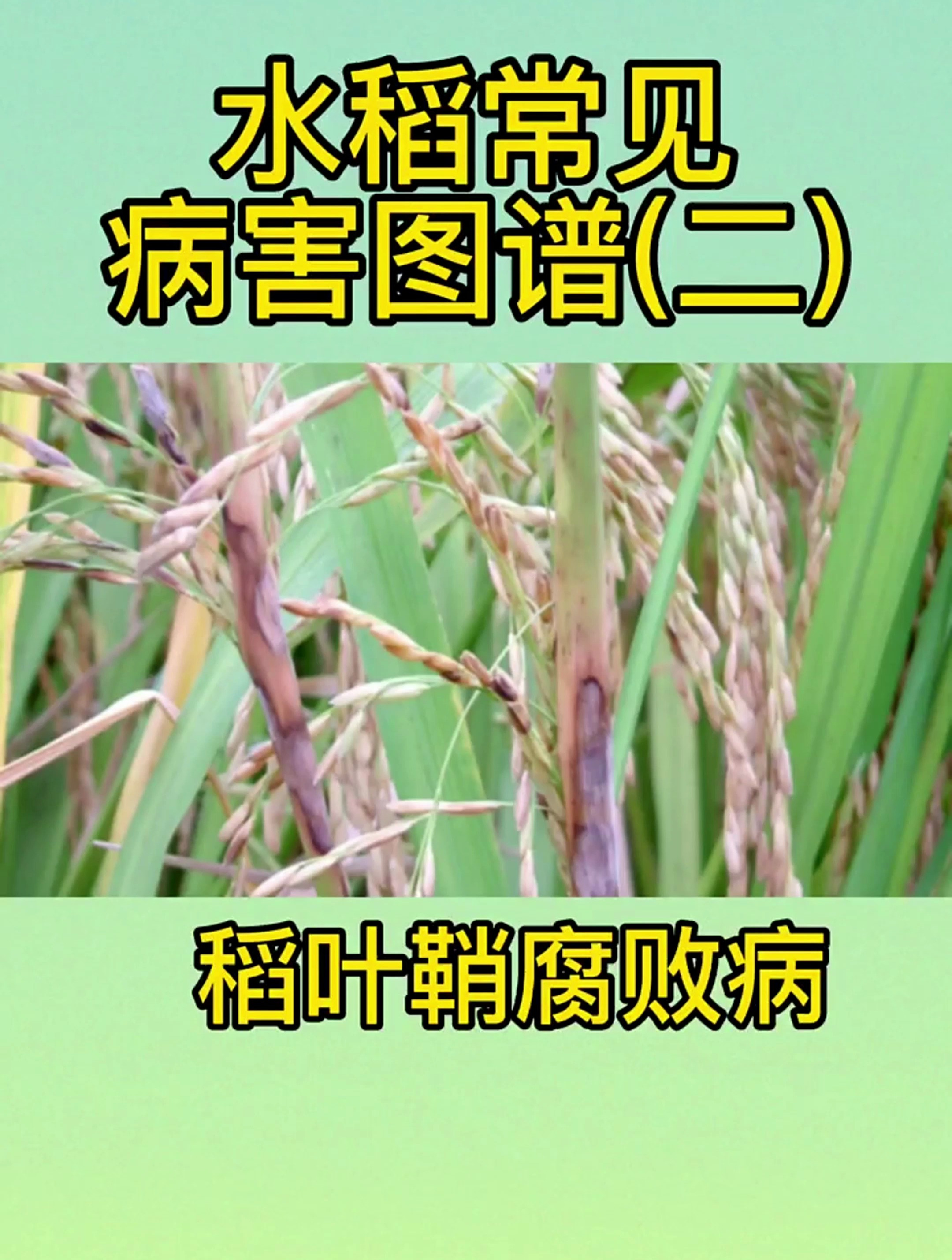 水稻常见病害——稻叶鞘腐败病