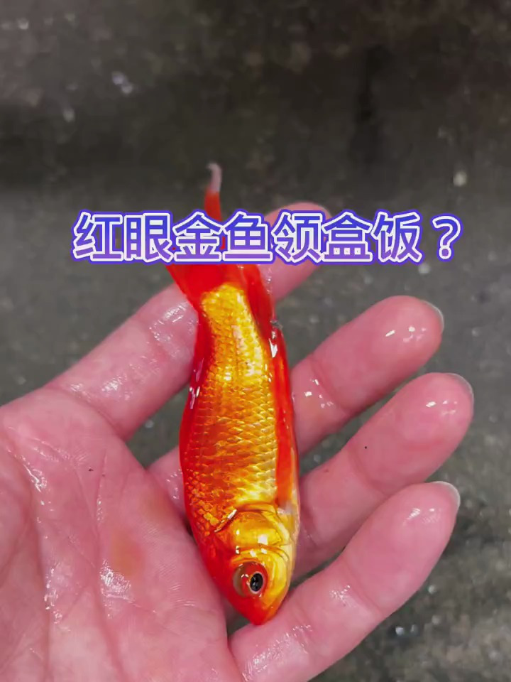 红颜金鱼领盒饭了吗