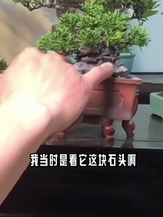 如何造型一棵系鱼川真柏你知道吗