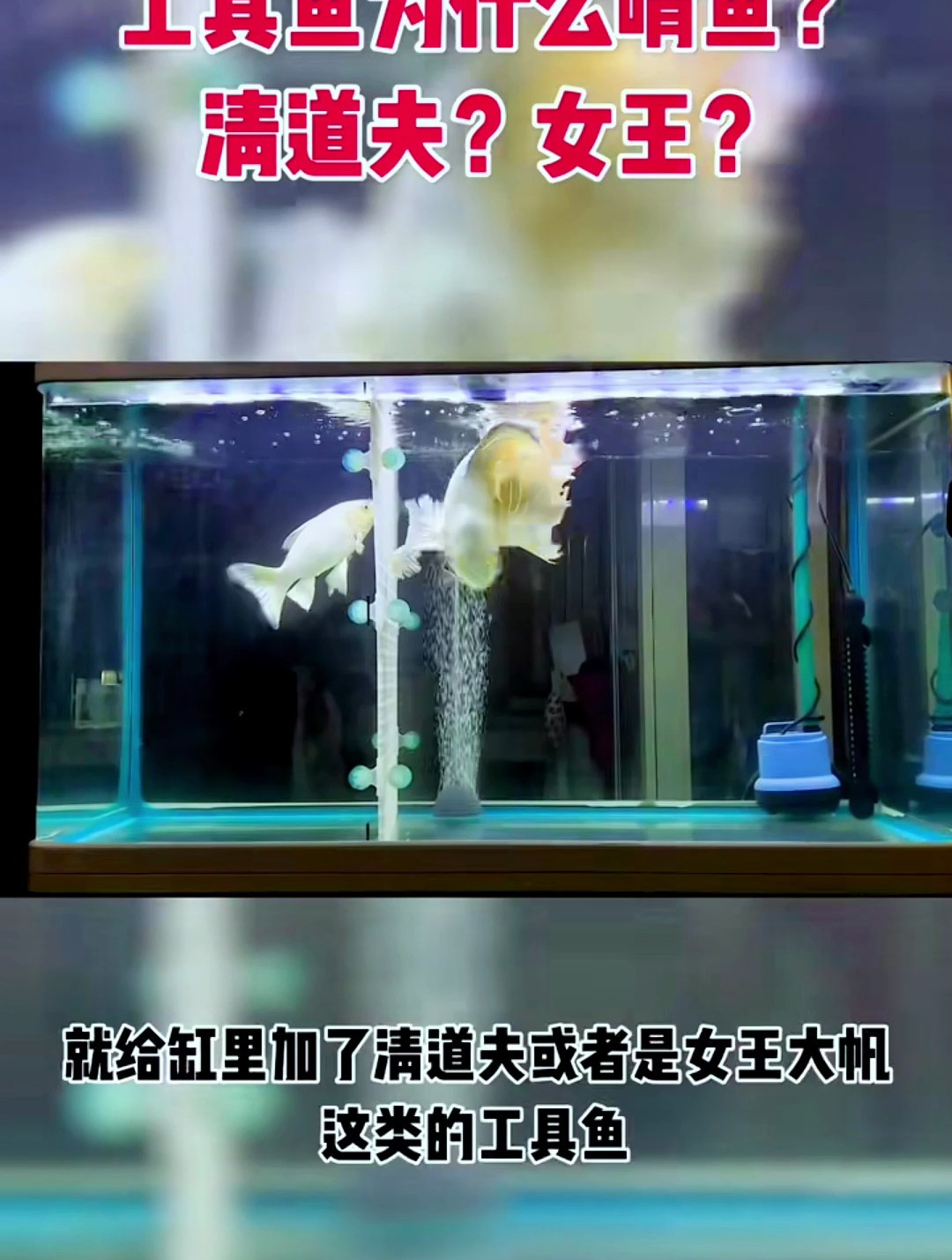 清道夫和女王为什么啃鱼?一般是有三种原因,看看你是不是这样!