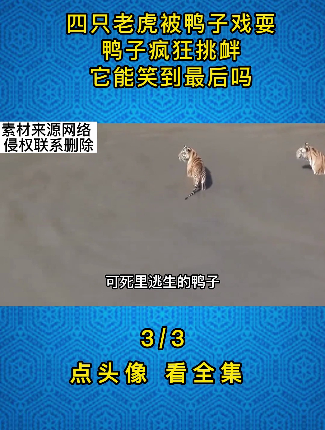 四只老虎被鸭子戏耍,鸭子疯狂挑衅,它能笑到最后吗3