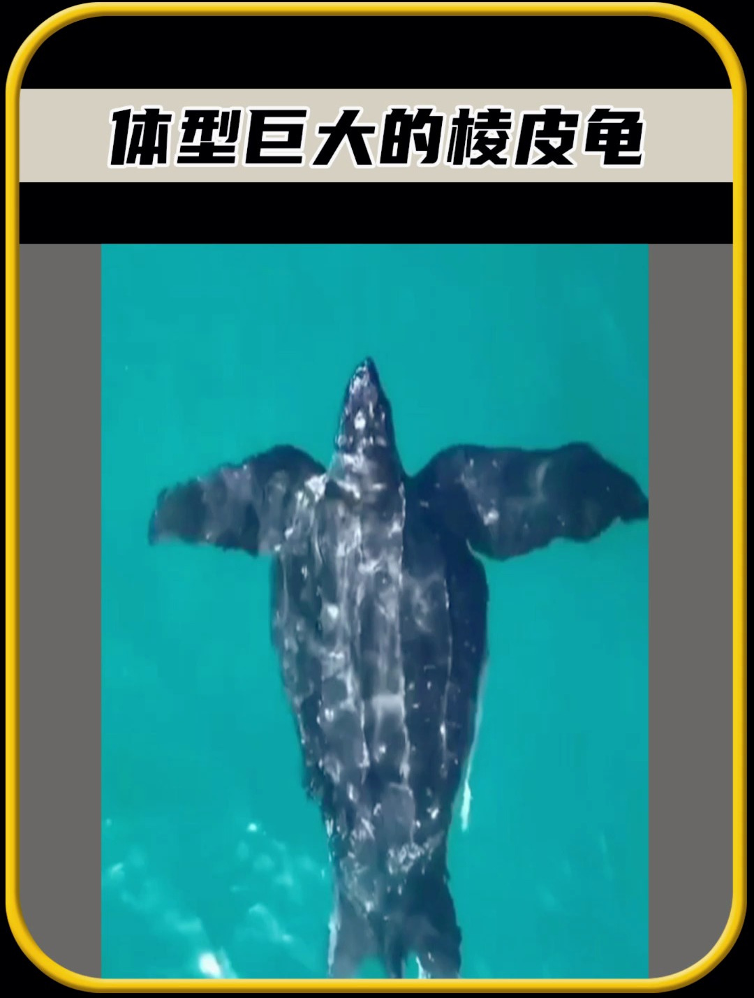 你见过这样的乌龟吗,这是世界上体型最大的乌龟