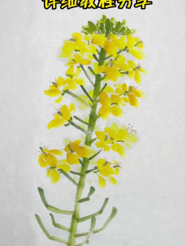 粉丝朋友要的油菜花详细教程来了