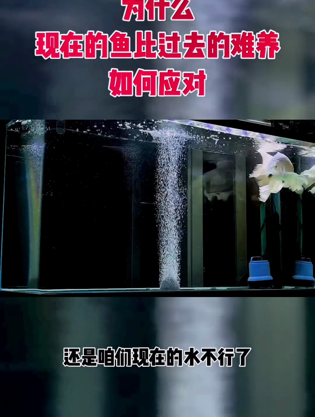 为什么现在的鱼比过去的鱼难养了 该如何应对 视频创作不易