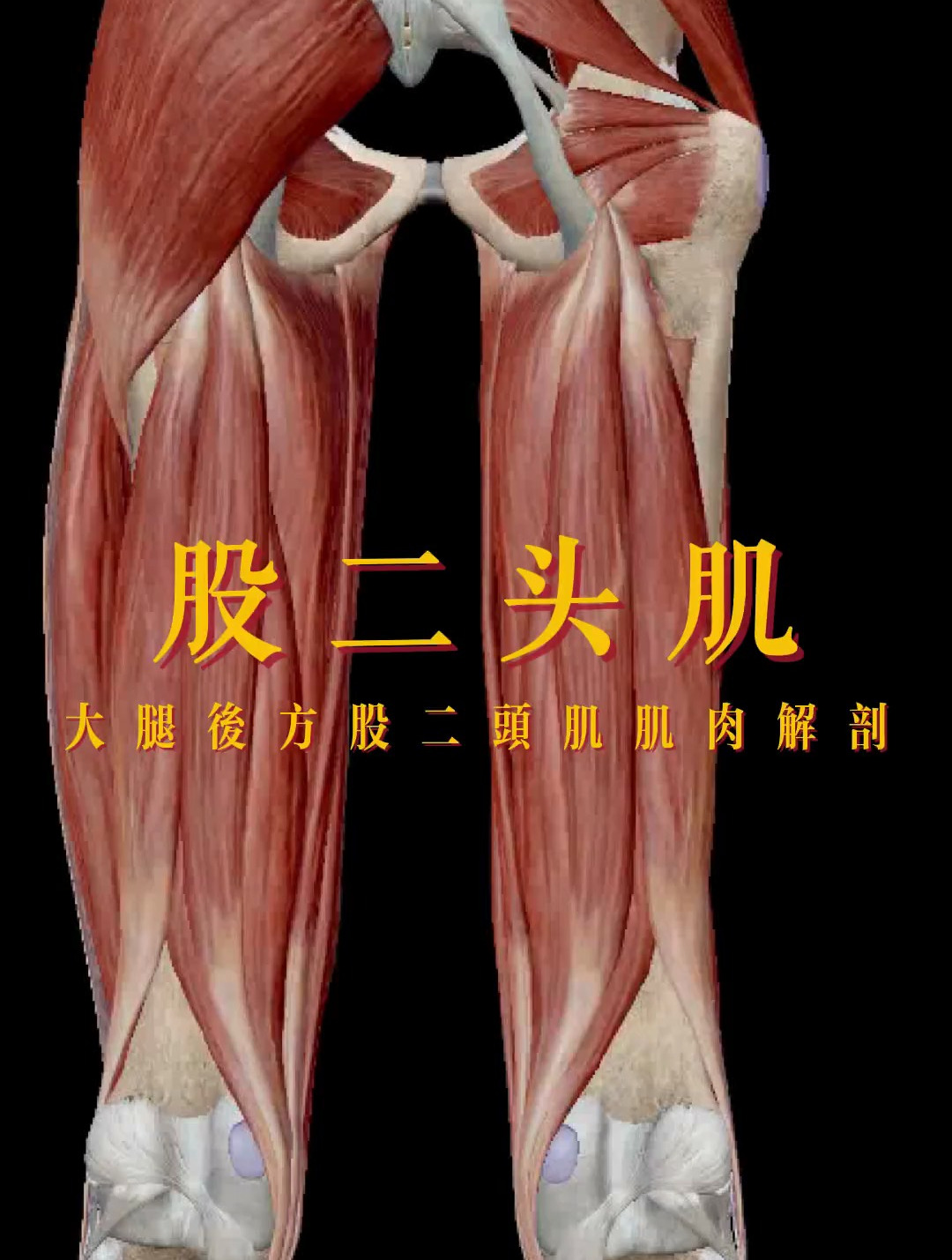 解读人体结构——股二头肌,这个部位损伤时局部有僵直疼痛有声响