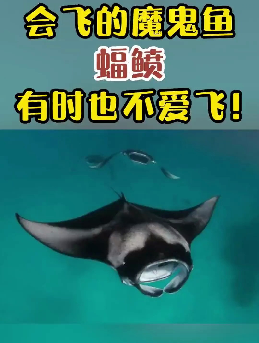 喜欢飞的魔鬼鱼蝠鲼,有时也可能是虎鲸拍飞的!