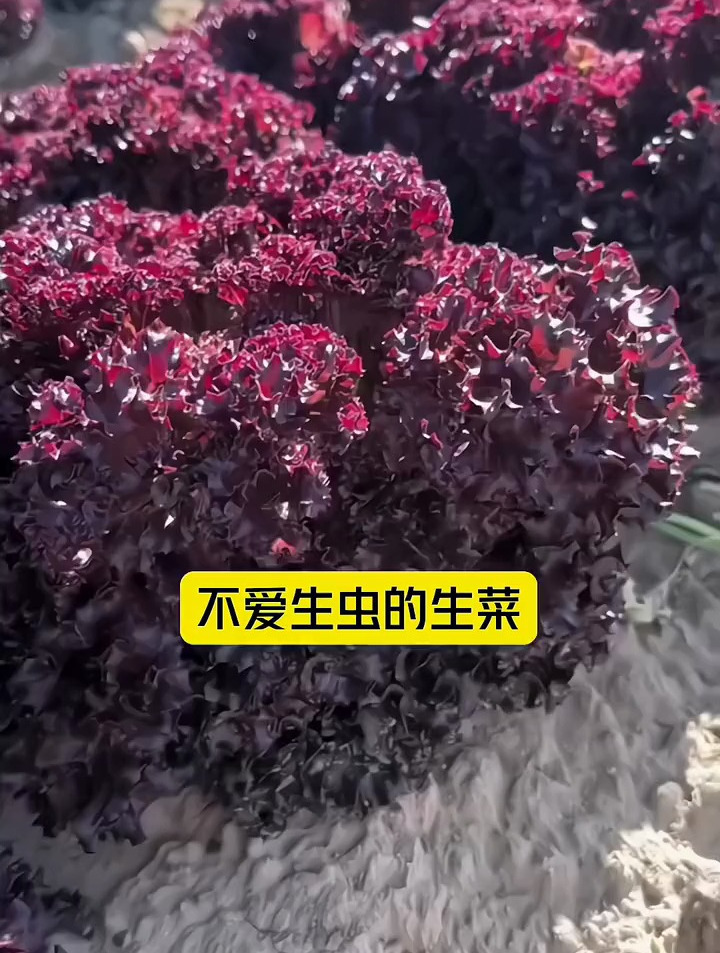 这种紫叶生菜,紫色的营养价值就比绿色的高,其中的原因你要知道
