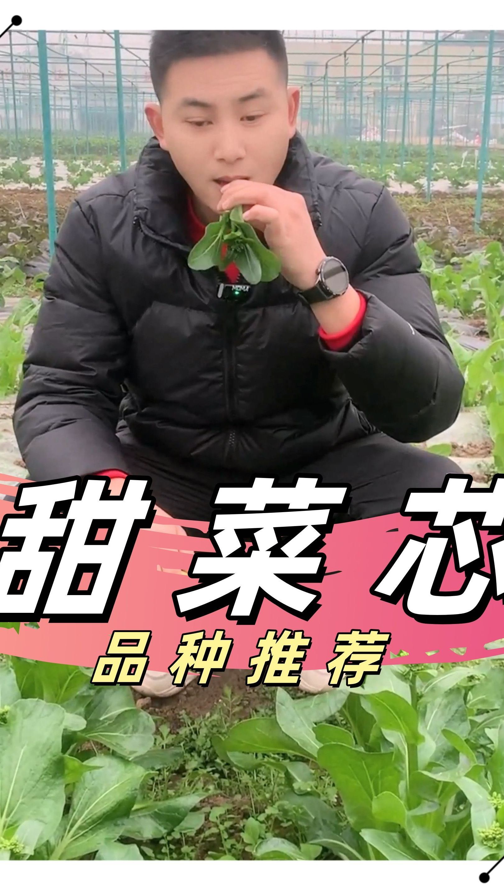 介绍一下我们的《甜菜芯》品种