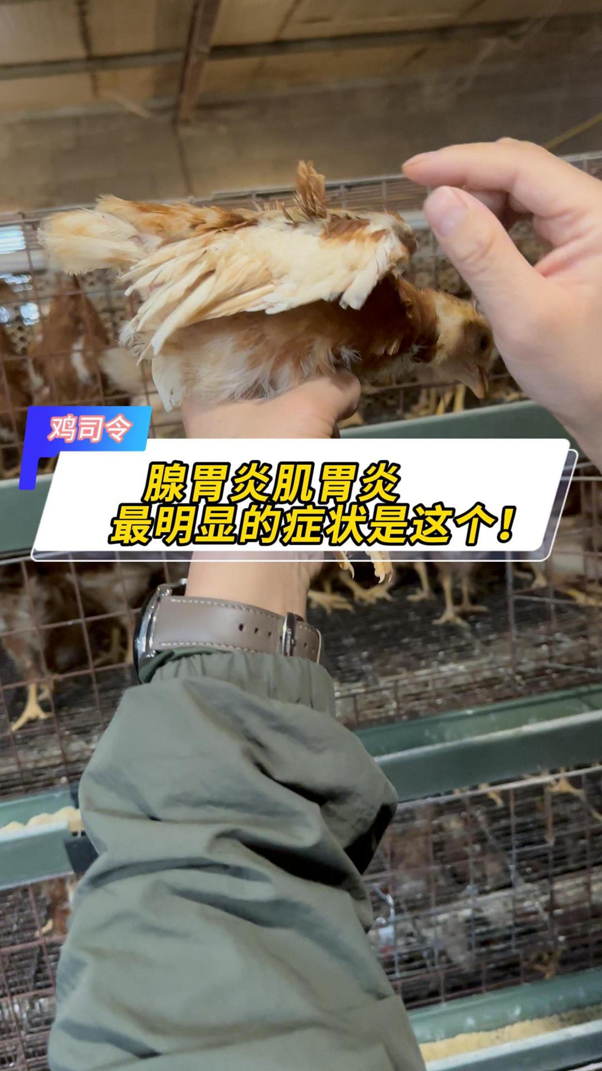 腺胃炎肌胃炎最明显的症状往往通过鸡本身就能发现!