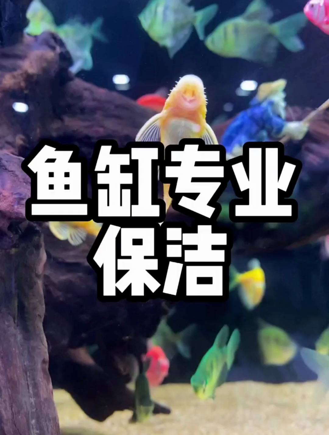 金苔鼠吸鱼?那这几种肯定能行!