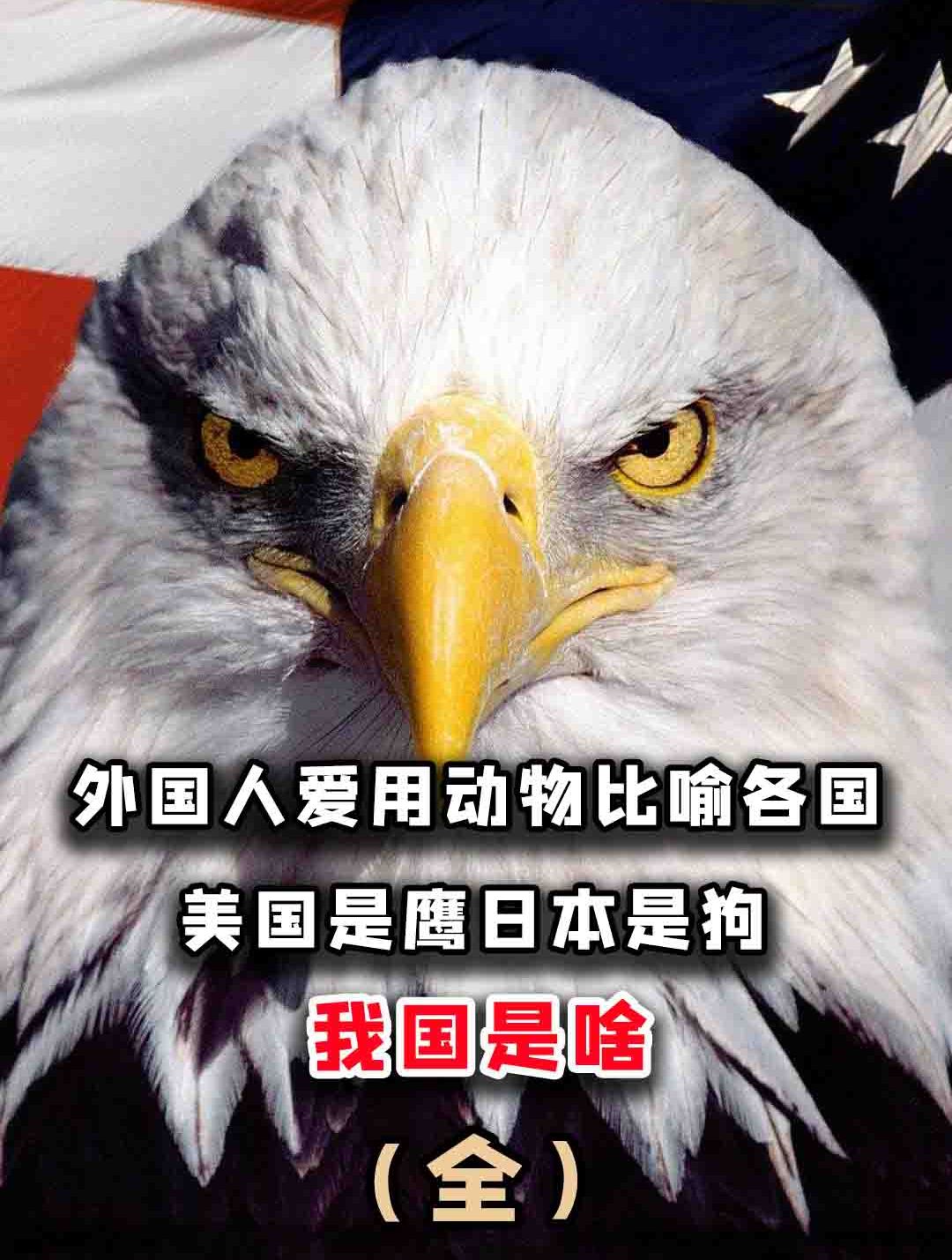 老外用动物比喻各国!法国是雄鸡日本是鬣狗,代表中国的是什么?