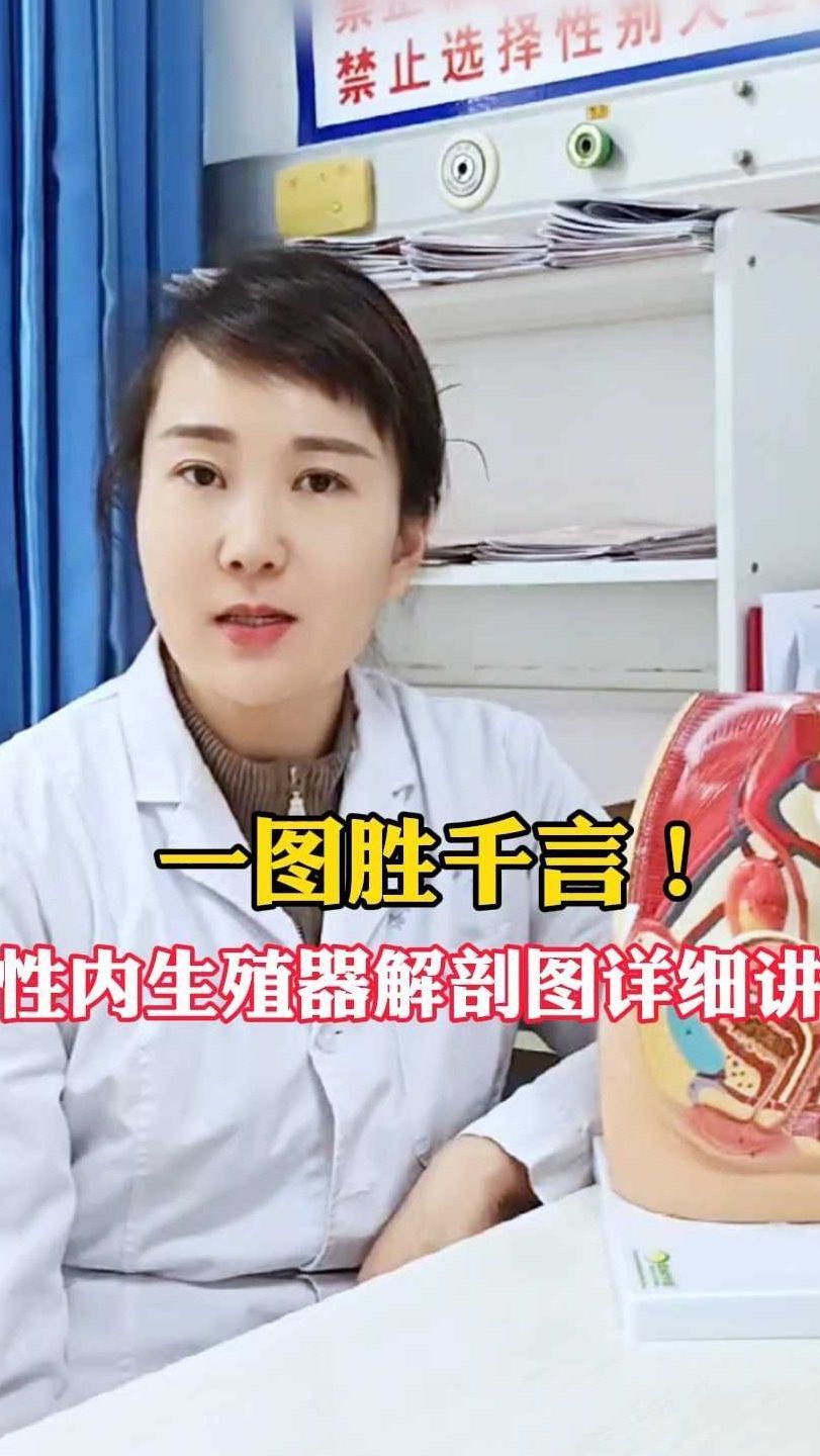 一图胜千言!女性内生殖器解剖图详细讲解