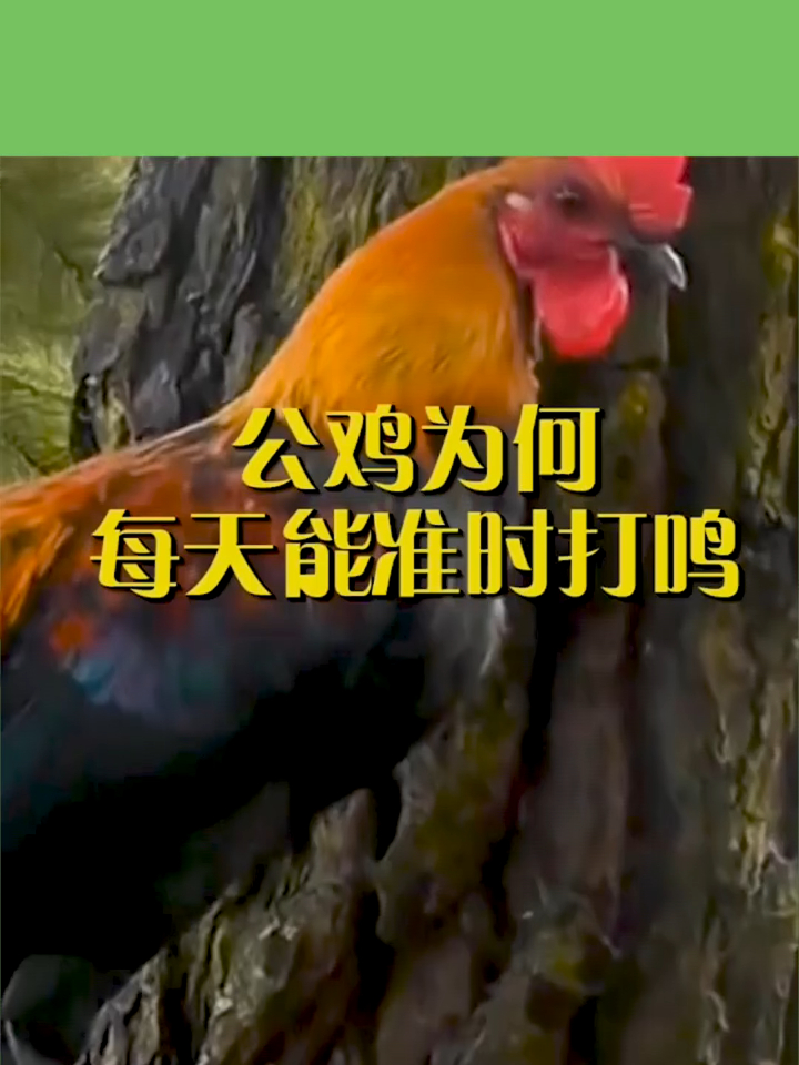 公鸡为什么每天能准时打鸣