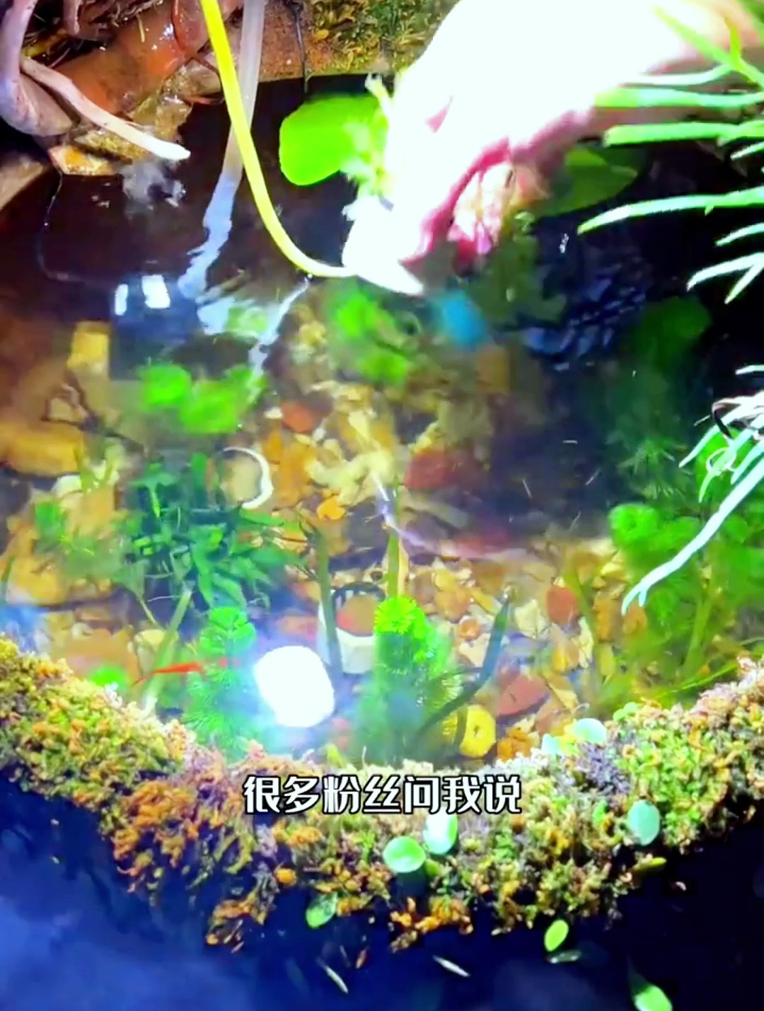 古法生态缸不知道该种什么水草?那来看看资深养鱼人的鱼缸吧!