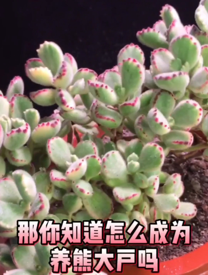 你会熊童子多肉的繁殖吗?熊童子是非常受大家喜欢的一款多肉品种