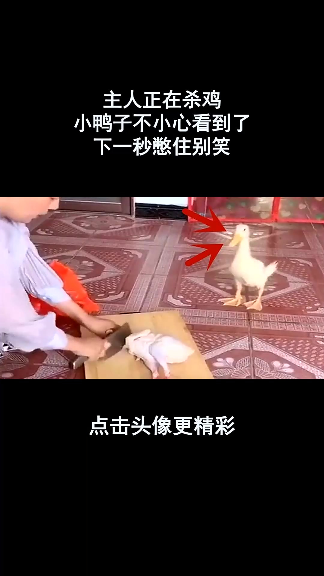 主人正在杀鸡,小鸭子不小心看到了,下一秒憋住别笑!