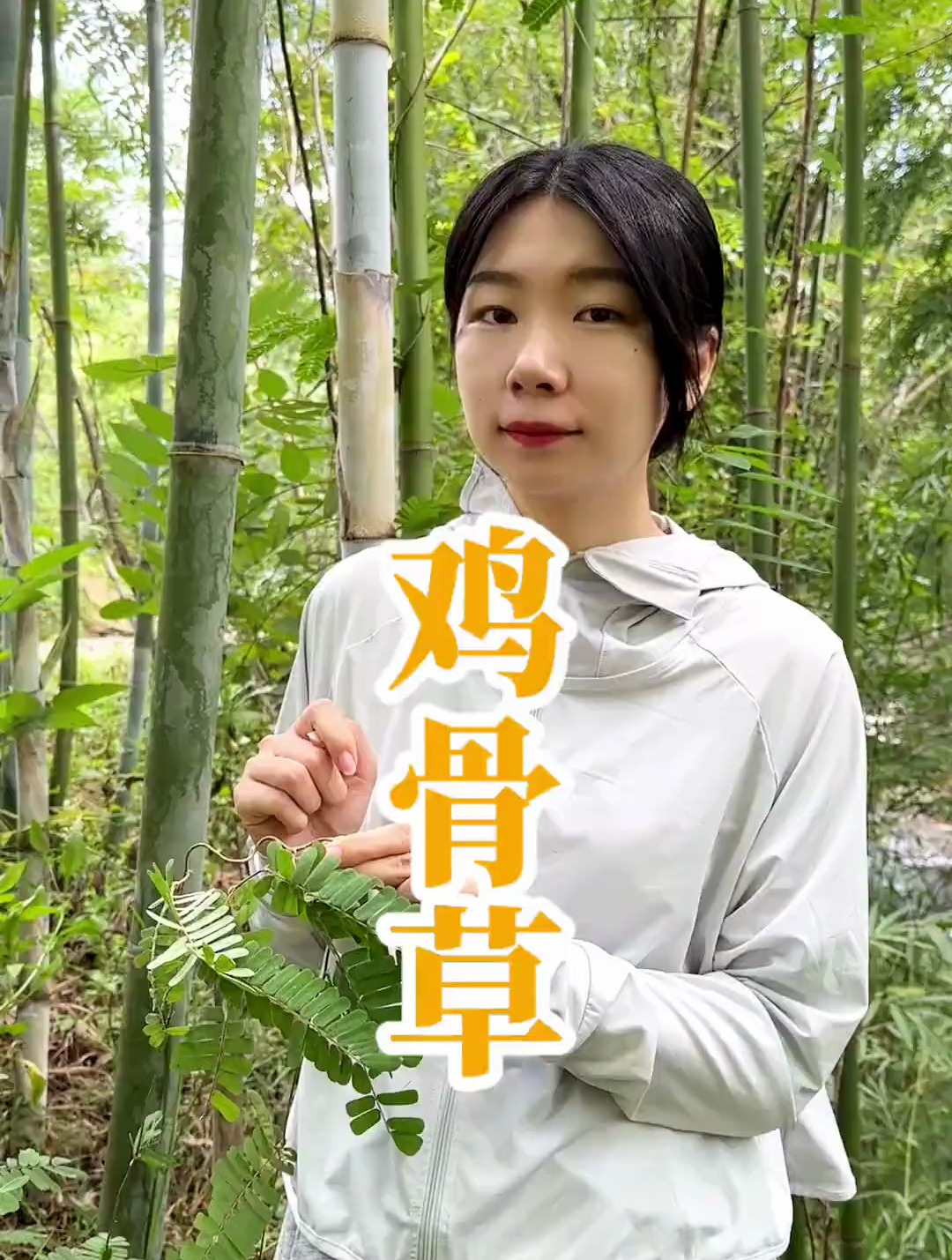 有毛鸡骨草、无毛相思藤。鸡骨草和相思藤到底怎么分辨?