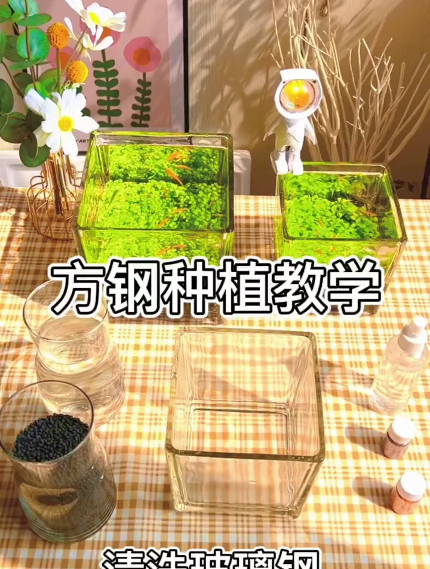 这个样的鱼缸也太好看了吧!有草有鱼十分治愈解压!