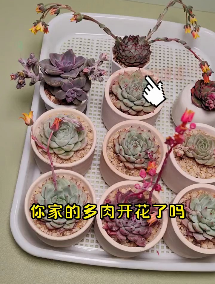 多肉长花剑开花了怎么处理,这个视频告诉你