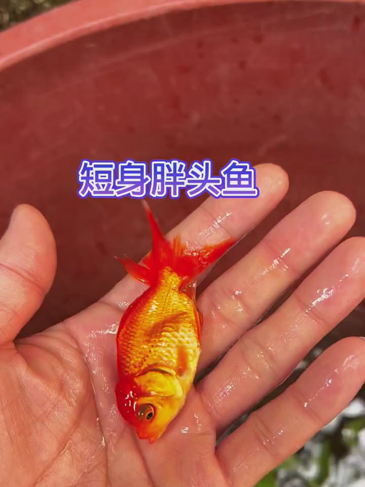短身胖头鱼,真可爱