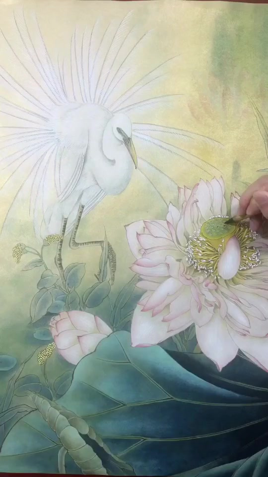书画艺术欣赏:工笔画荷花白鹭!