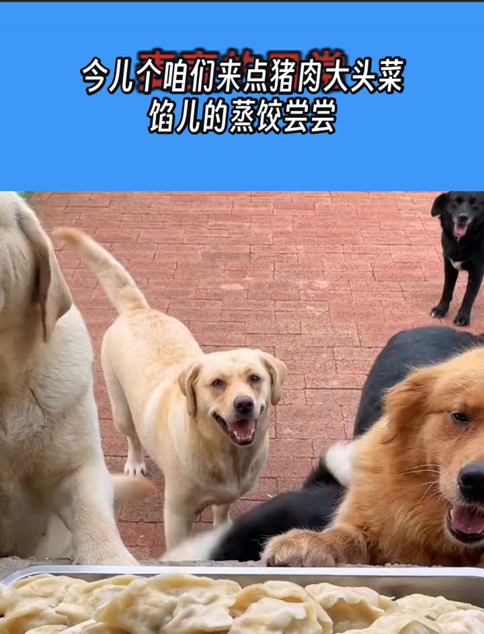 今儿个咱们来点猪肉大头菜馅儿的蒸饺尝尝