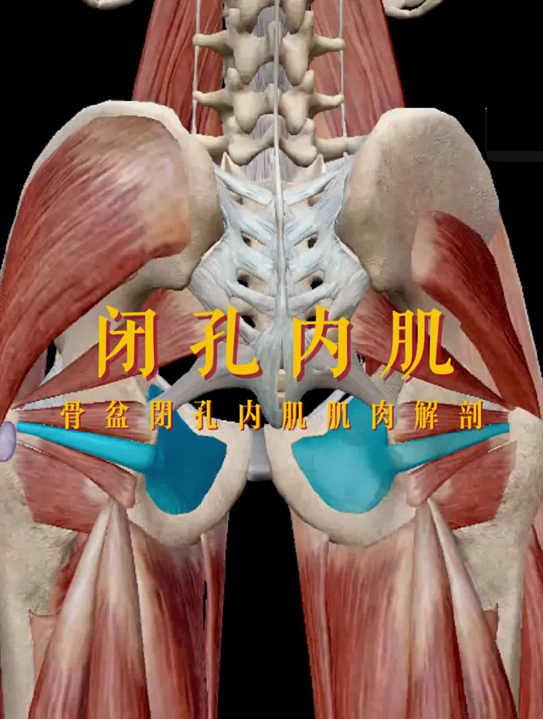 闭孔内肌,骨盆闭孔内肌肌肉解剖