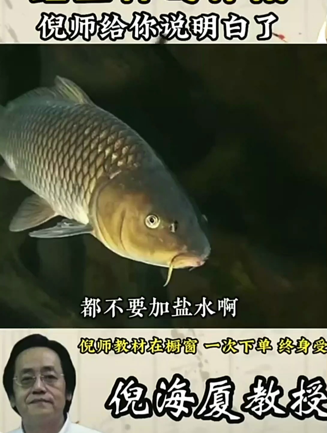 99%的人没听过鲤鱼神奇作用,倪海厦教授给你说明白了