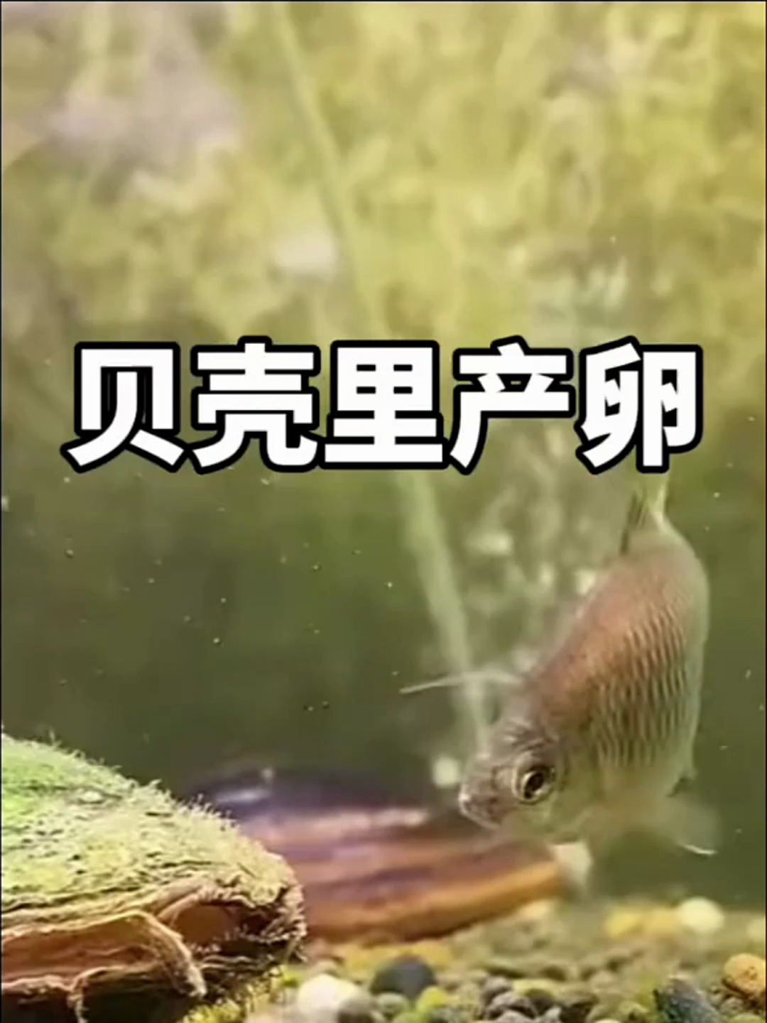 鲫鱼产卵,真是让我大开眼界