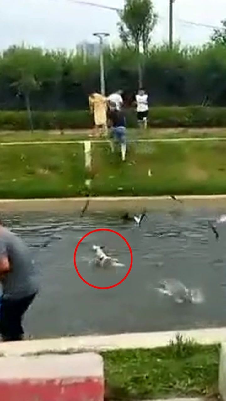 漯河惊现“鱼腾”奇观 狗子接住跳起的鱼