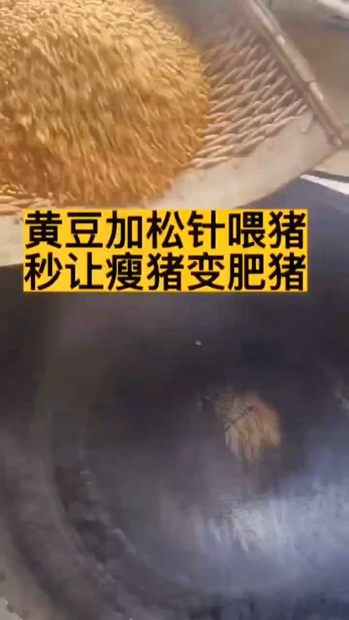 黄豆加松针,僵猪变肥猪