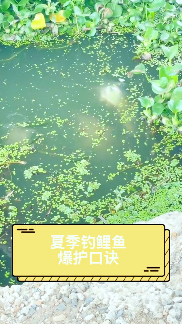 夏季钓鲤鱼的爆护口诀,速记