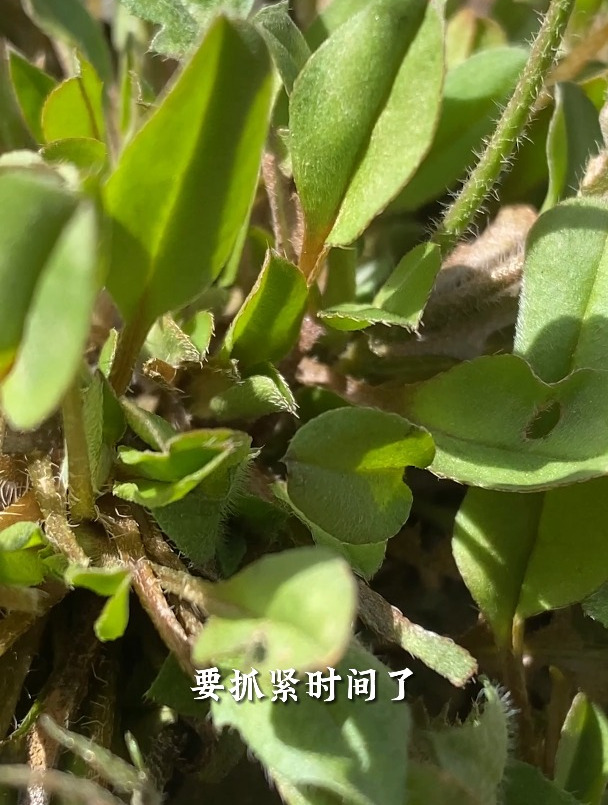 春天要不要吃得健康一点?比如附地菜